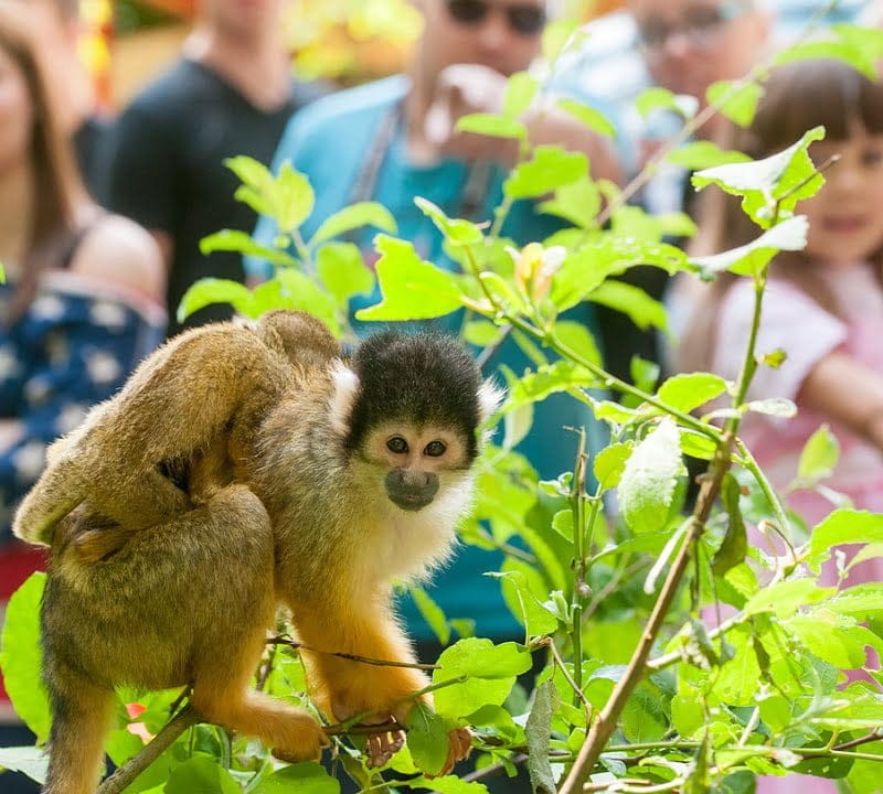 de Wever - kamers veluwe met kinderen